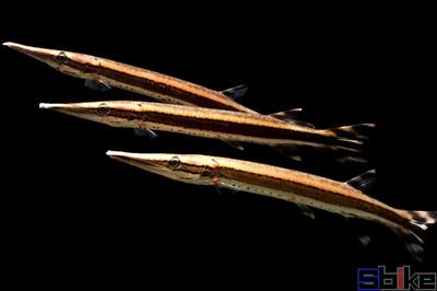 火箭魚和龍魚混養(yǎng)可以嗎:火箭魚和龍魚可以混養(yǎng)嗎 龍魚百科 第2張 火箭魚和龍魚混養(yǎng)可以嗎:火箭魚和龍魚可以混養(yǎng)嗎 火箭魚和龍魚混養(yǎng)可以嗎:火箭魚和龍魚可以混養(yǎng)嗎 龍魚百科 第2張