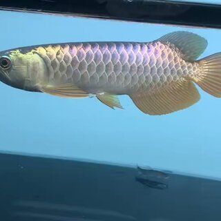 藍底金龍魚用什么背景好養活