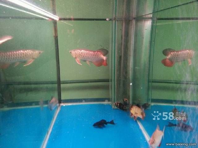藍底金龍魚用什么背景好養活