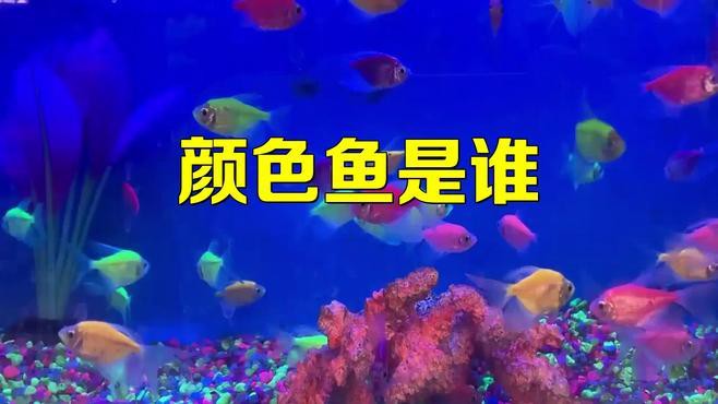 藍(lán)帆變色龍魚怎么養(yǎng) 藍(lán)帆變色龍魚怎么養(yǎng) 龍魚百科 第3張