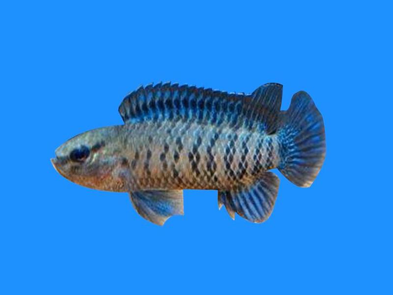 藍(lán)帆變色龍魚怎么養(yǎng) 藍(lán)帆變色龍魚怎么養(yǎng) 龍魚百科 第1張