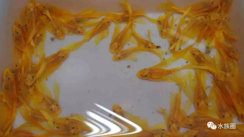藍(lán)帆變色龍魚怎么養(yǎng) 藍(lán)帆變色龍魚怎么養(yǎng) 龍魚百科 第8張