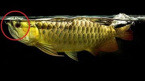 金龍魚總張嘴什么原因造成的：金龍魚為什么總是張嘴