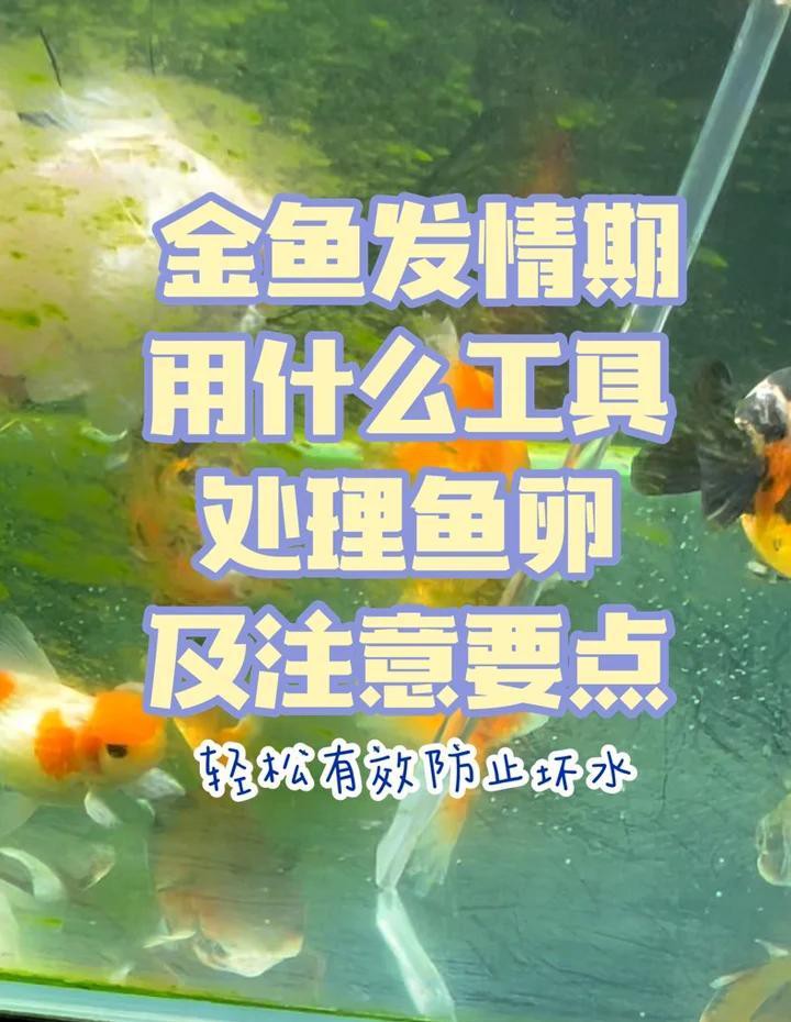 紅金龍魚發情期如何處理