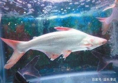 淡水鯊能和龍魚養在一起嗎：淡水鯊魚和龍魚可以一起養，取決于多種因素，