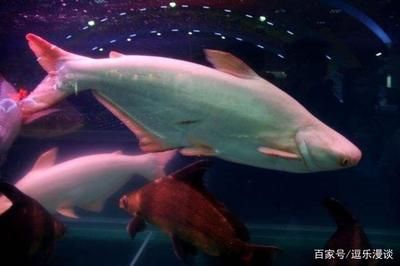 淡水鯊能和龍魚養在一起嗎：淡水鯊魚和龍魚可以一起養，取決于多種因素，