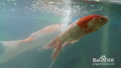 魚缸水發(fā)白怎么回事兒？（如何快速改善魚缸水發(fā)白的應(yīng)急處理魚缸水質(zhì)老化的技巧） 魚缸水發(fā)白怎么回事兒？（如何快速改善魚缸水發(fā)白的應(yīng)急處理魚缸水質(zhì)老化的技巧） 龍魚百科 第6張