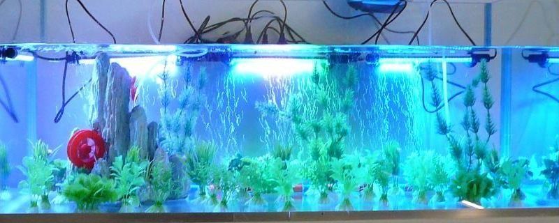 魚缸水發(fā)白怎么回事兒?(如何快速改善魚缸水發(fā)白的應(yīng)急處理魚缸水質(zhì)老化的技巧) 龍魚百科 第4張 魚缸水發(fā)白怎么回事兒?(如何快速改善魚缸水發(fā)白的應(yīng)急處理魚缸水質(zhì)老化的技巧) 魚缸水發(fā)白怎么回事兒?(如何快速改善魚缸水發(fā)白的應(yīng)急處理魚缸水質(zhì)老化的技巧) 龍魚百科 第4張