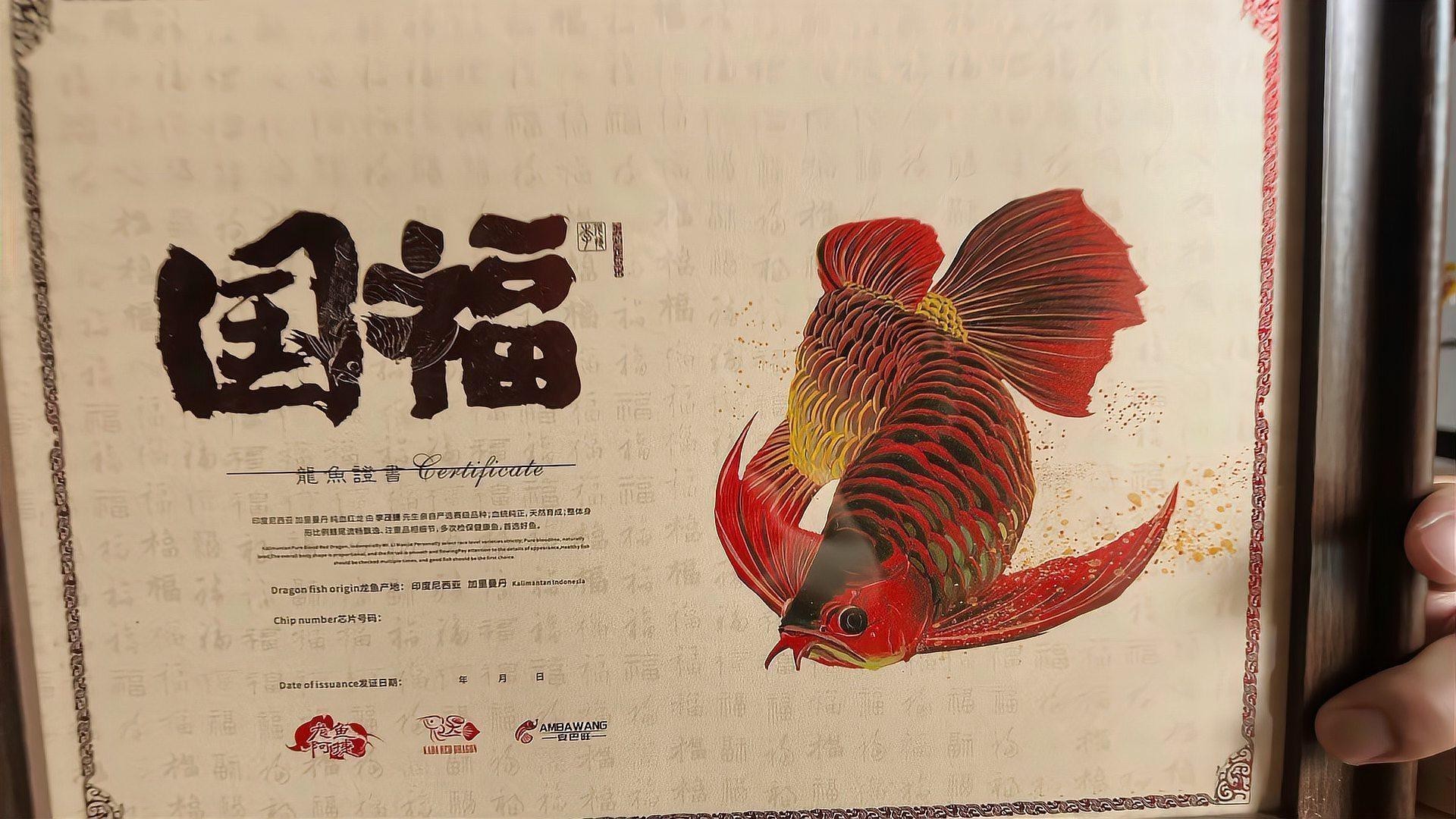 短身龍魚有哪些常見品種？