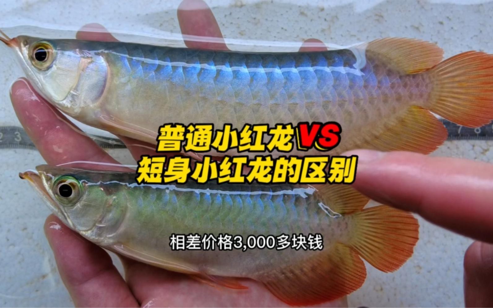 短身龍魚有哪些常見品種？
