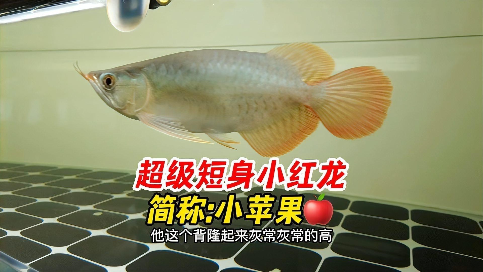 短身龍魚有哪些常見品種？