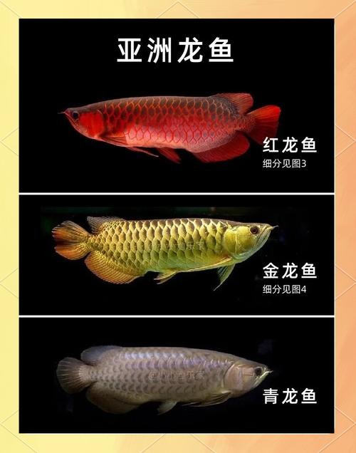 龍魚長啥樣子圖片