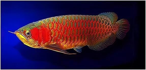 龍魚長啥樣子圖片