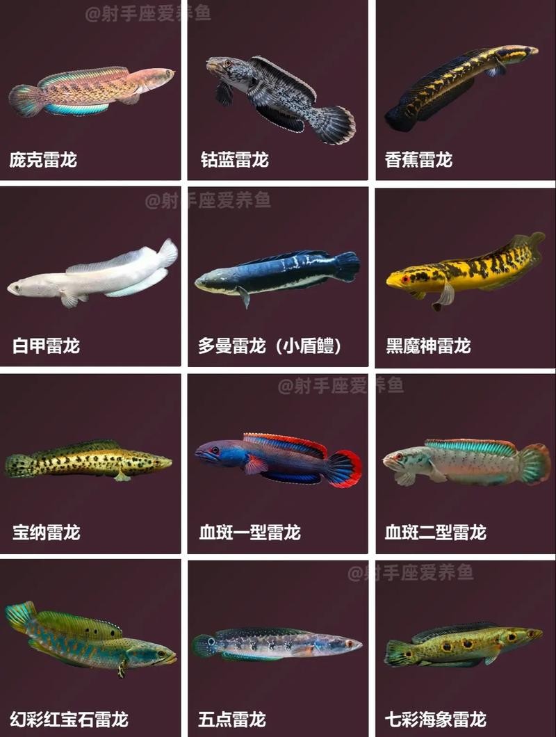 龍魚長啥樣子圖片