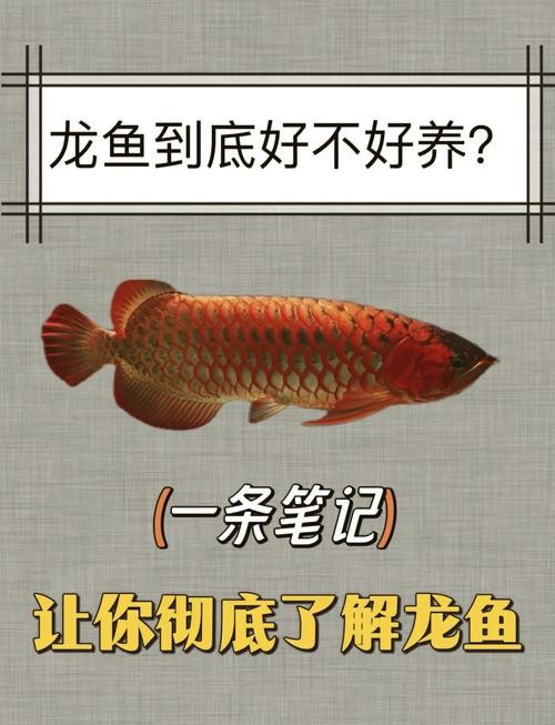 龍魚長啥樣子圖片