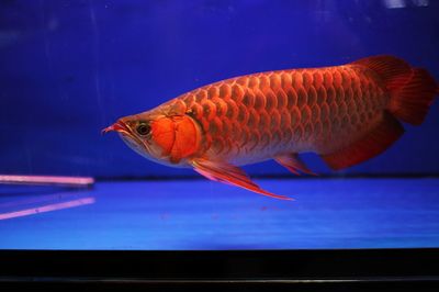 紅龍魚壓養是什么意思（紅龍魚壓養是一種商業上的飼養手段紅龍魚怎么養） 紅龍魚壓養是什么意思（紅龍魚壓養是一種商業上的飼養手段紅龍魚怎么養） 龍魚百科 第7張