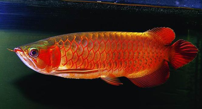 金龍魚是金槍魚嗎圖片