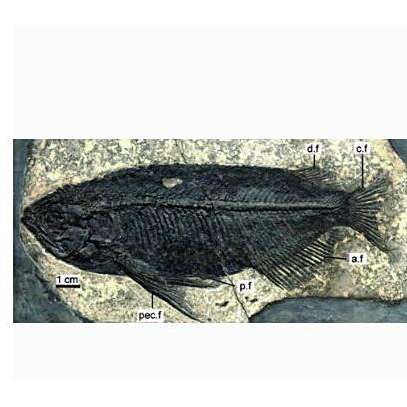 金龍魚是金槍魚嗎圖片