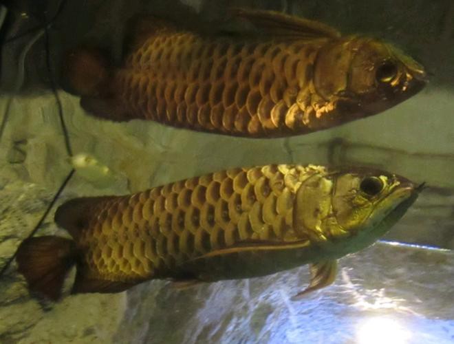 金龍魚是金槍魚嗎圖片