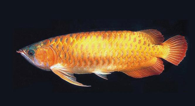 金龍魚是金槍魚嗎圖片