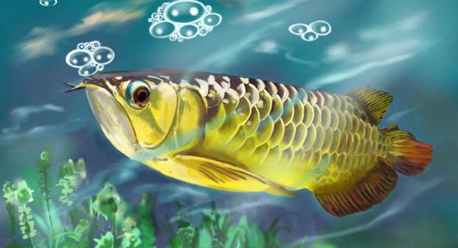 金龍魚是金槍魚嗎圖片