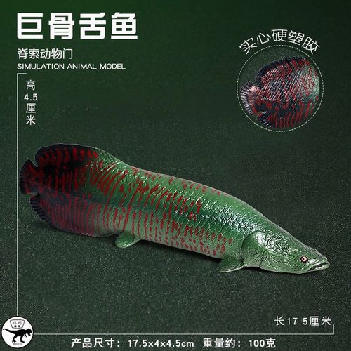 金龍魚是金槍魚嗎圖片