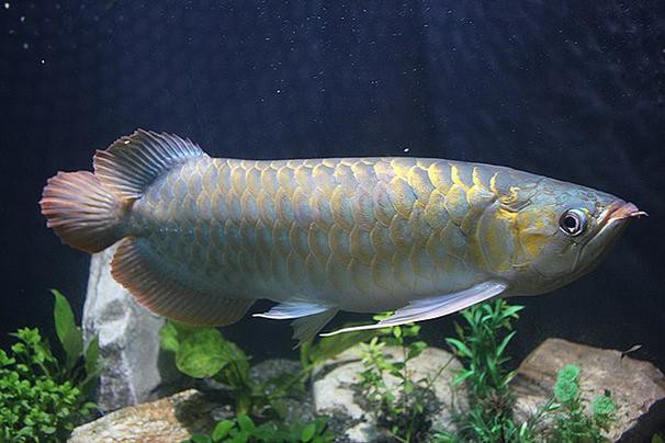 金龍魚是金槍魚嗎圖片