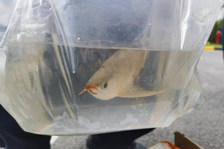 金龍魚是金槍魚嗎圖片
