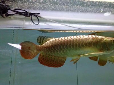 紅龍魚(yú)和金龍魚(yú)哪個(gè)好釣些：紅龍魚(yú)和金龍魚(yú)哪個(gè)好釣 紅龍魚(yú)和金龍魚(yú)哪個(gè)好釣些：紅龍魚(yú)和金龍魚(yú)哪個(gè)好釣 龍魚(yú)百科 第2張