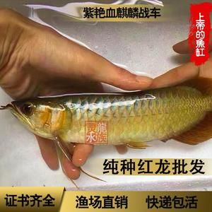 紅龍魚(yú)和金龍魚(yú)哪個(gè)好釣些：紅龍魚(yú)和金龍魚(yú)哪個(gè)好釣 紅龍魚(yú)和金龍魚(yú)哪個(gè)好釣些：紅龍魚(yú)和金龍魚(yú)哪個(gè)好釣 龍魚(yú)百科 第1張