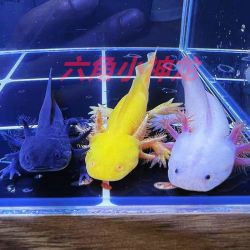 六角恐龍魚多少錢一條？