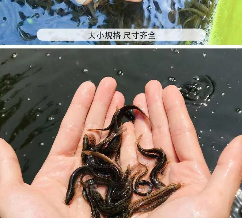 龍魚喂什么魚苗好養(yǎng)：龍魚喂養(yǎng)魚苗的建議
