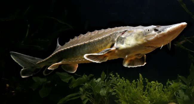 養殖的鱘龍魚可以吃嗎 養殖的鱘龍魚可以吃嗎 龍魚百科 第3張