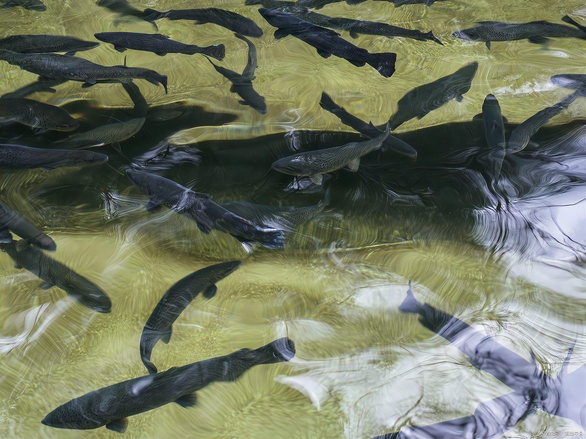 養殖的鱘龍魚可以吃嗎 養殖的鱘龍魚可以吃嗎 龍魚百科 第4張