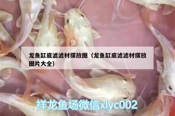 龍魚缸濾材擺放位置：龍魚缸濾材選擇指南