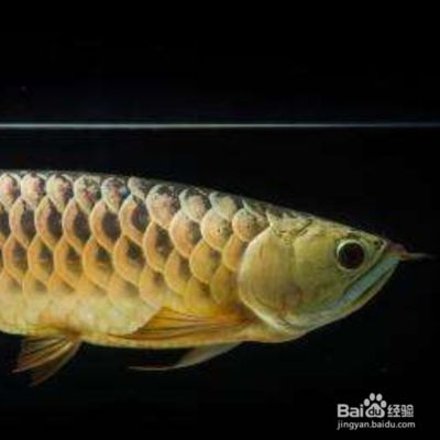 金龍魚外蒙眼怎么治療：金龍魚不吃東西怎么辦