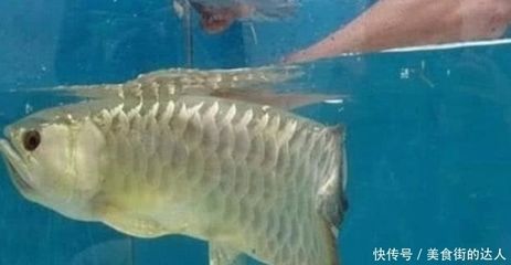 金龍魚外蒙眼怎么治療：金龍魚不吃東西怎么辦