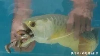金龍魚外蒙眼怎么治療：金龍魚不吃東西怎么辦