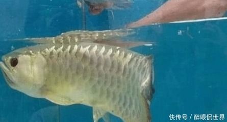 金龍魚外蒙眼怎么治療：金龍魚不吃東西怎么辦