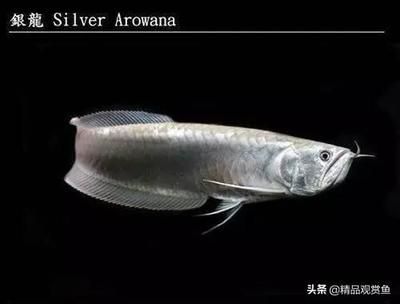 銀龍魚眼睛發(fā)白是什么原因（銀龍魚眼睛發(fā)白可能由多種原因造成，）