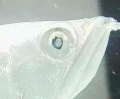 銀龍魚眼睛發(fā)白是什么原因（銀龍魚眼睛發(fā)白可能由多種原因造成，）