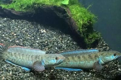 雷龍魚怎么訓食飼料的：雷龍魚訓食與飼料對比，雷龍魚活食與飼料對比 雷龍魚怎么訓食飼料的：雷龍魚訓食與飼料對比，雷龍魚活食與飼料對比 龍魚百科 第5張