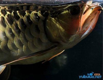 龍魚食欲不振 不活潑怎么辦呢吃什么藥：龍魚食欲不振、不活潑怎么辦