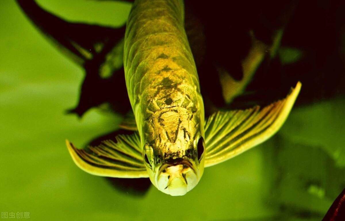 金龍魚頭上有白點：金龍魚頭上有白點怎么辦