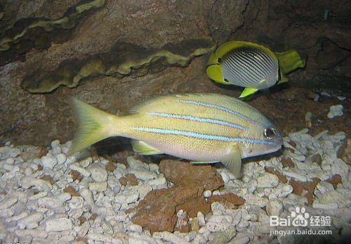 茶水能養(yǎng)龍魚(yú)嗎視頻大全：茶水能養(yǎng)龍魚(yú)嗎？揭秘茶水對(duì)龍魚(yú)的影響與科學(xué)飼養(yǎng)方法