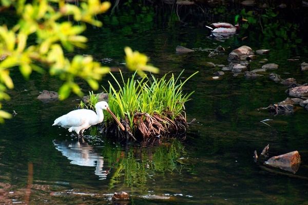 龍魚為啥不能進(jìn)口了（如何辨別進(jìn)口龍魚的真?zhèn)危? title=