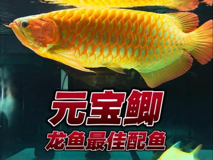 紅龍與元寶鯽混養需要注意什么？