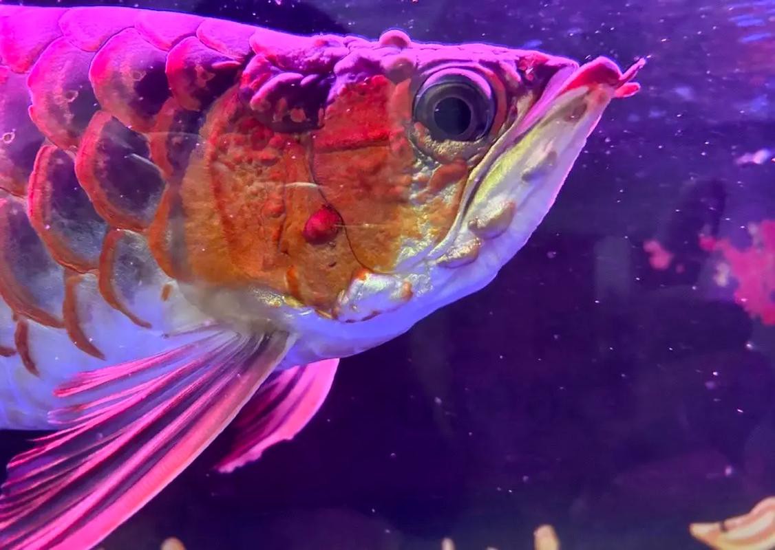 如何減少龍魚換缸后的應激反應？