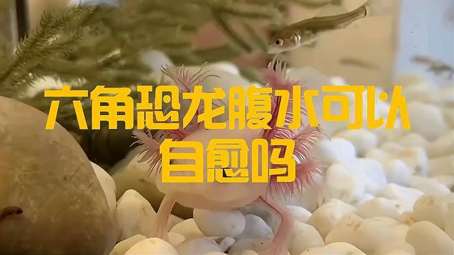哪些恐龍魚容易患腹水？ 哪些恐龍魚容易患腹水？ 龍魚百科 第1張