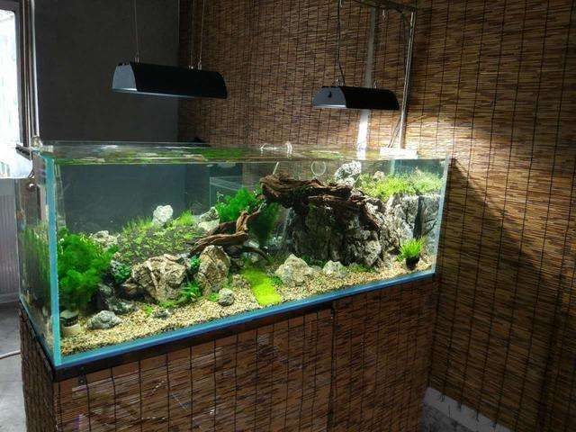 野生曼龍魚：野生曼龍魚的特征和分布